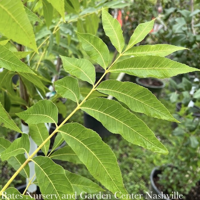 Edible #7 Carya ill Peruque/ Pecan Native (TN)