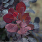 #5 Cotinus coggygria Winecraft Black/ Smoketree