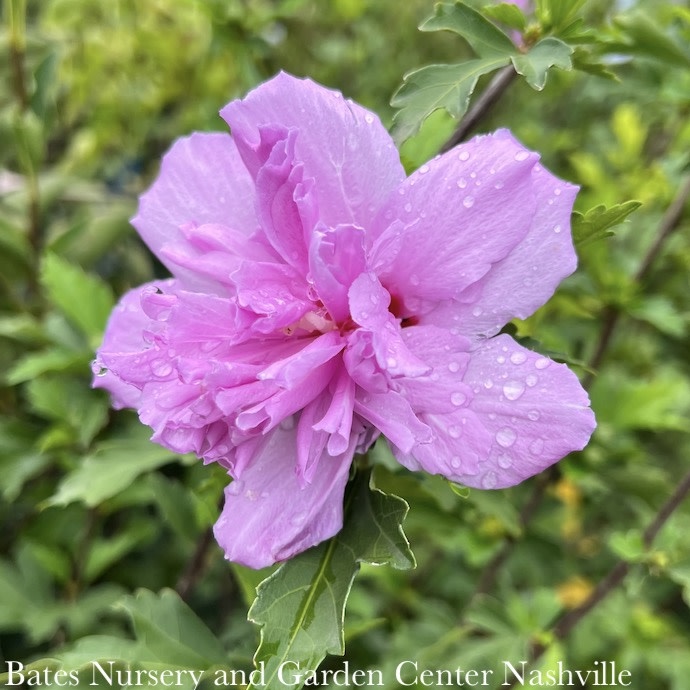 #5 Hibiscus syr 'Bicolor'/ Double Rose of Sharon/ Althea