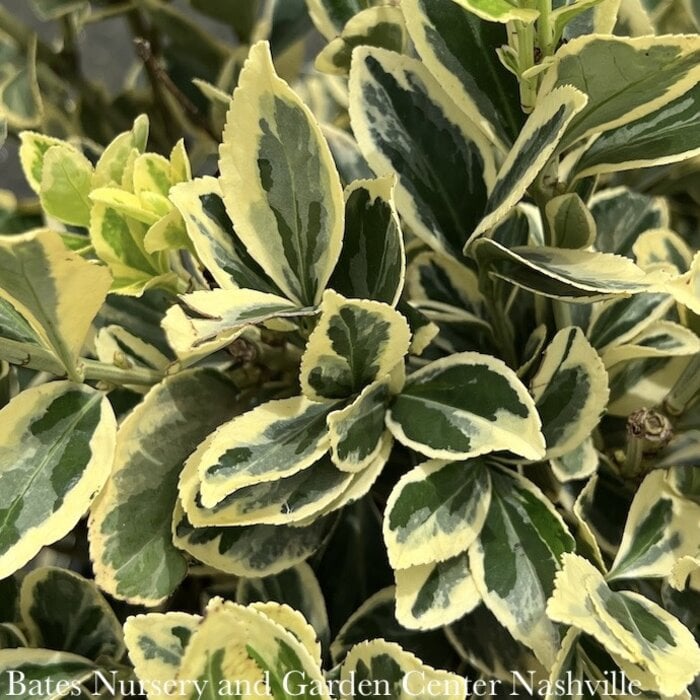 #5 Euonymus japonica Chollipo/ Variegated
