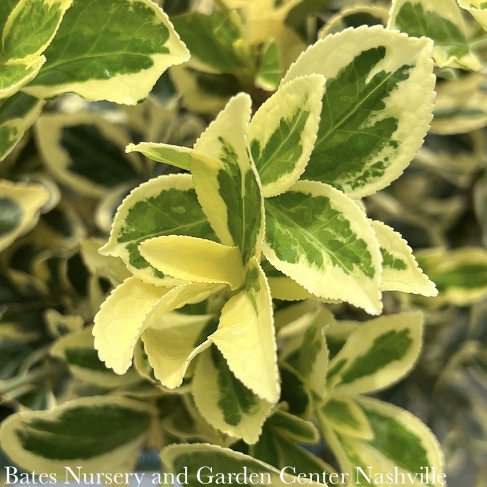 #5 Euonymus japonica Chollipo/ Variegated