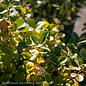 Topiary #7 ESP Euonymus kiat Manhattan/ Espalier