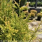 #3 Thuja plicata PW Fluffy/ Gold Arborvitae