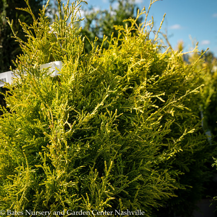 #3 Thuja plicata PW Fluffy/ Gold Arborvitae