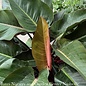 14p! Philodendron Red Congo /Tropical