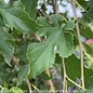 #15 Morus alba Chaparral/ Fruitless Dwarf Weeping White Mulberry