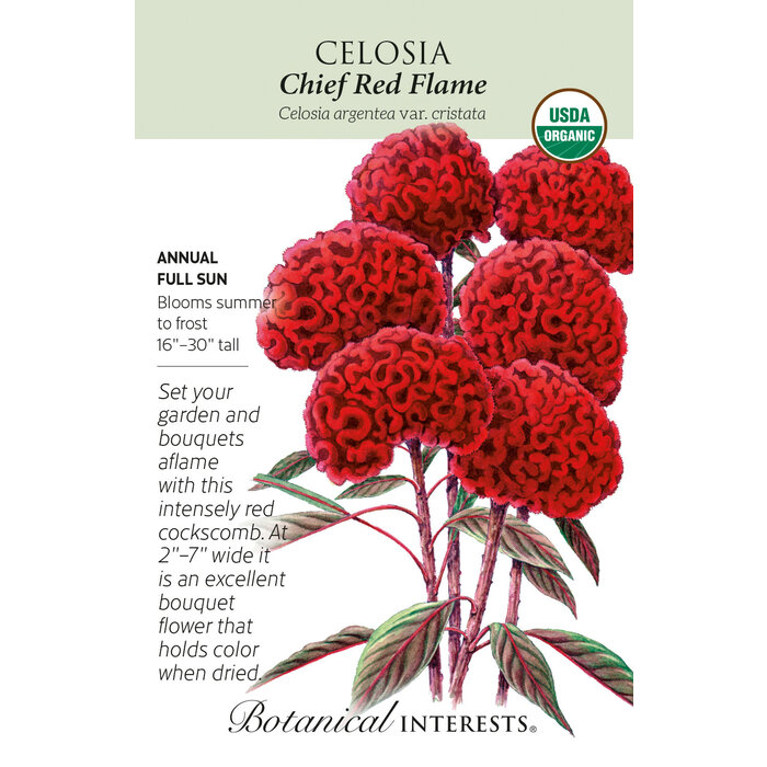 Seed Flwr Celosia Chief Red Flame Organic - Celosia argentea var. cristata