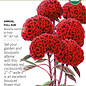 Seed Flwr Celosia Chief Red Flame Organic - Celosia argentea var. cristata