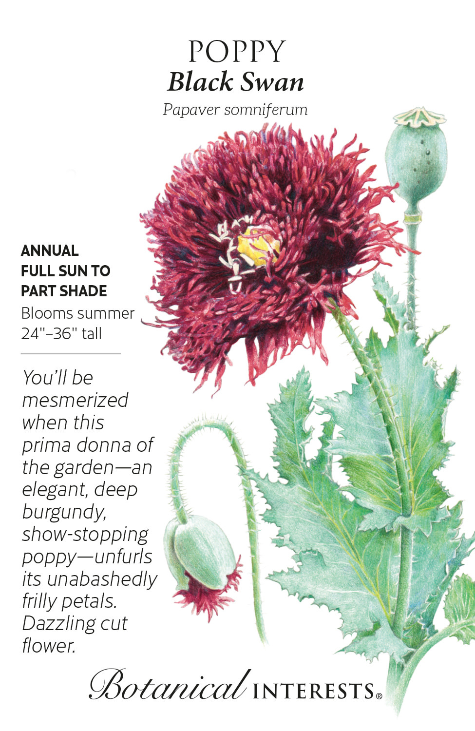 Seed Flwr Poppy Black Swan - Papaver somniferum