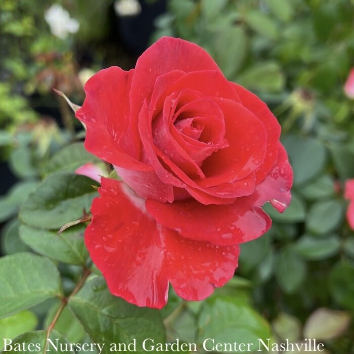 #2 Rosa Smokin' Hot/ Orange, Purple Hybrid Tea Rose - No Warranty