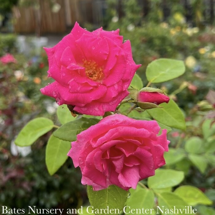 #3 Rosa Zephirine Drouhin/ Pink Climbing Rose - No Warranty