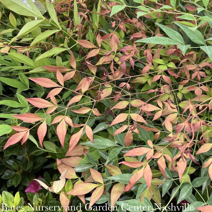 #3 Nandina domestica/ Heavenly Bamboo