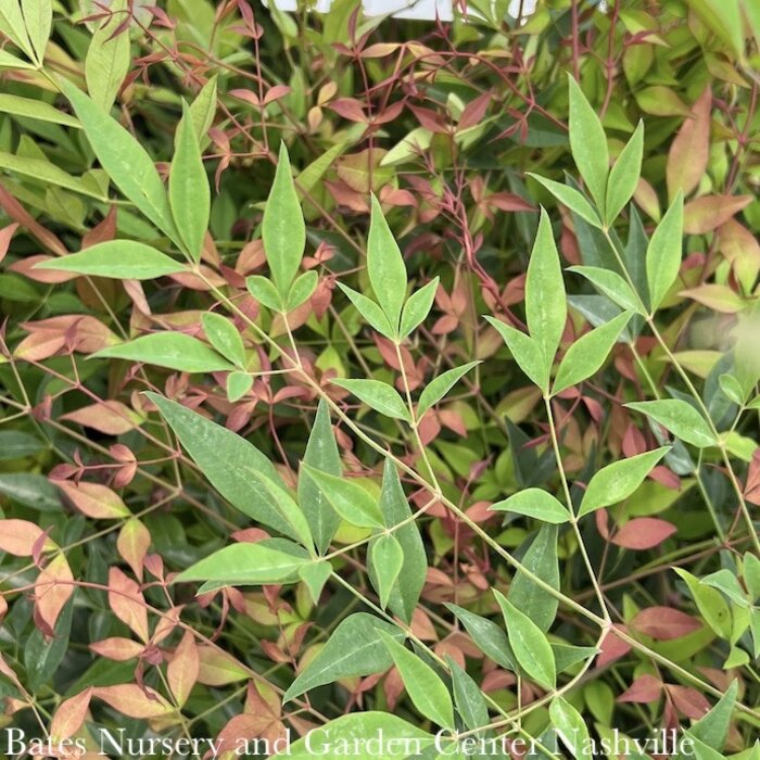 #7 Nandina domestica/ Heavenly Bamboo