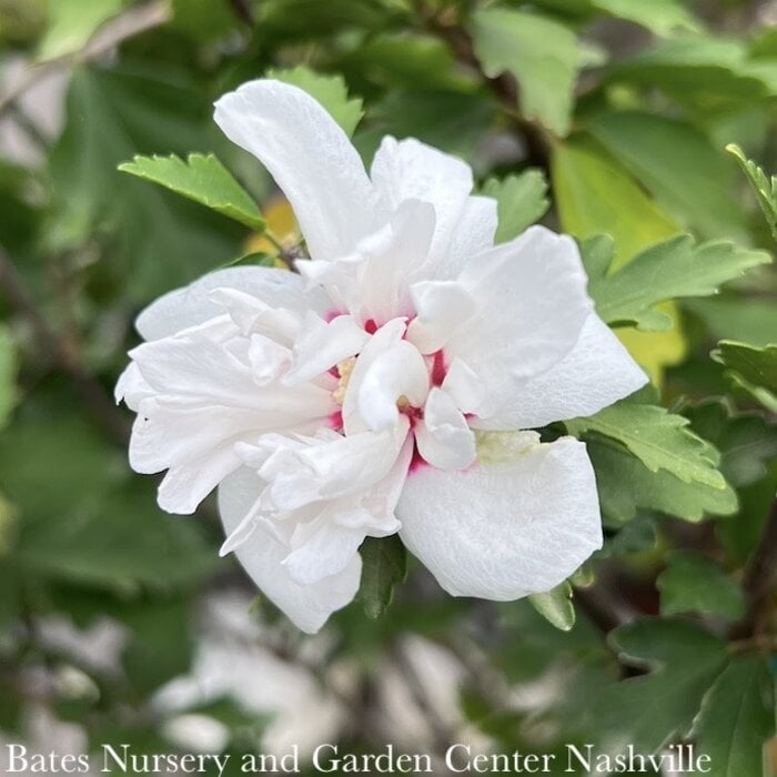 #3 Hibiscus syr Double White/ Rose of Sharon/ Althea