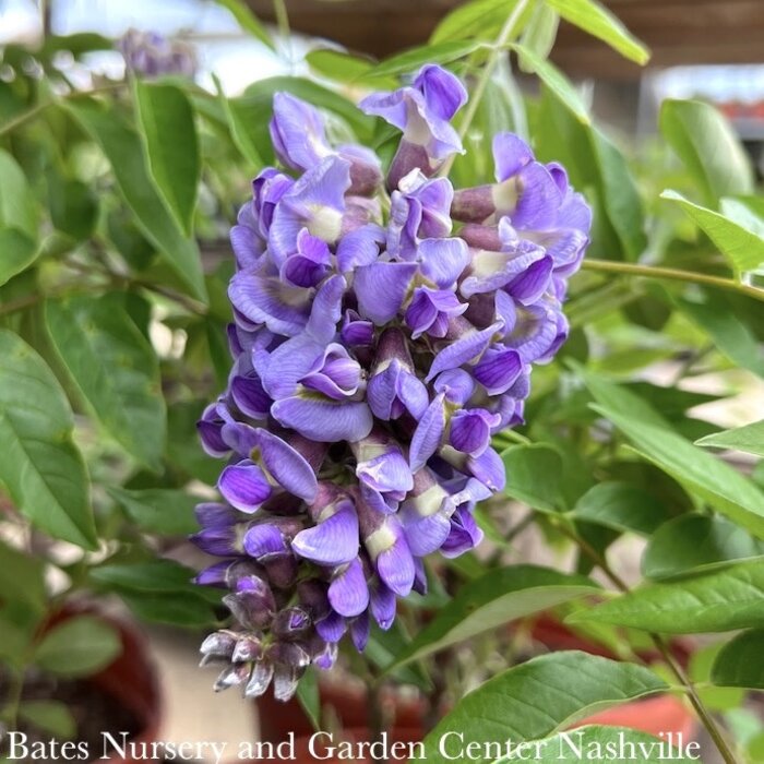 #1 Wisteria frut Amethyst Falls/ American Native (TN)