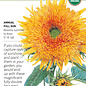 Seed Flwr Sunflower Goldy Honey Bear Organic - Helianthus annuus Native (TN)