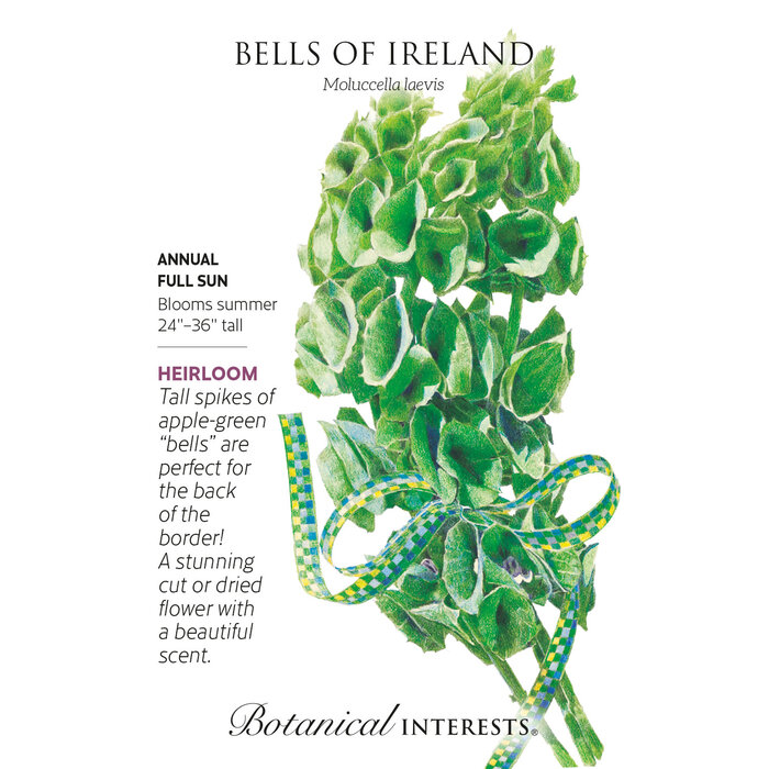 Seed Flwr Bells of Ireland Heirloom - Moluccella laevis