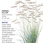 Seed Grass Blue Grama - Bouteloua gracilis Native (R)