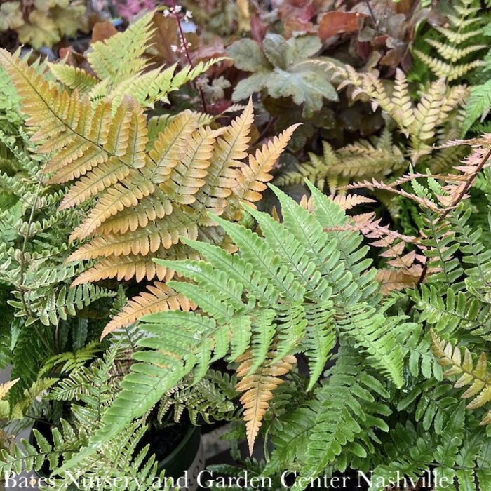 #1 Dryopteris ery Brilliance/ Autumn Fern