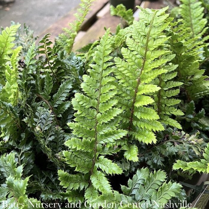 Plant Straws - Black – Fern Shop Cincinnati