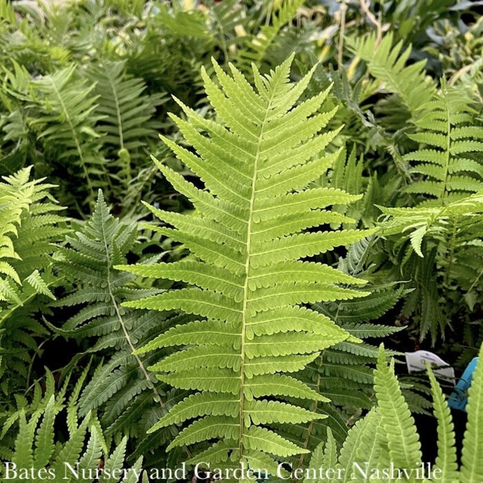 #1 Matteuccia struthiopteris/ Ostrich Fern  Native (R)