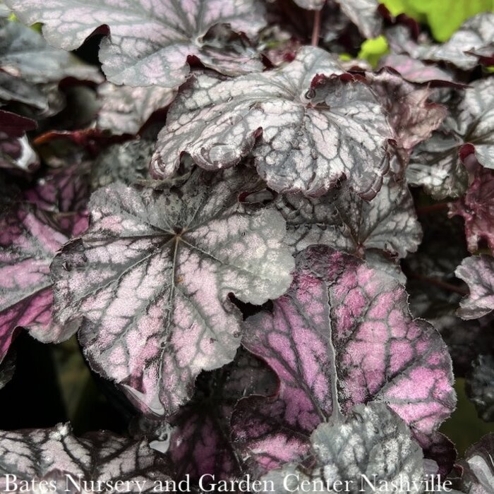  Specialist Growers of Heucheras, Heucherella, Tiarella,  Hardy Perennials and many new and unusual plants