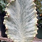 6p!/#1 Euphorbia Ammak Variegated  / Cactus /Tropical
