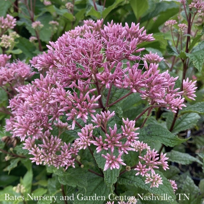 #1 Eupatorium dubium Little Joe/ Joe Pye Weed Native (TN)