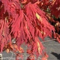 #15 Acer japonica Aconitifolium/ Fernleaf Fullmoon Maple