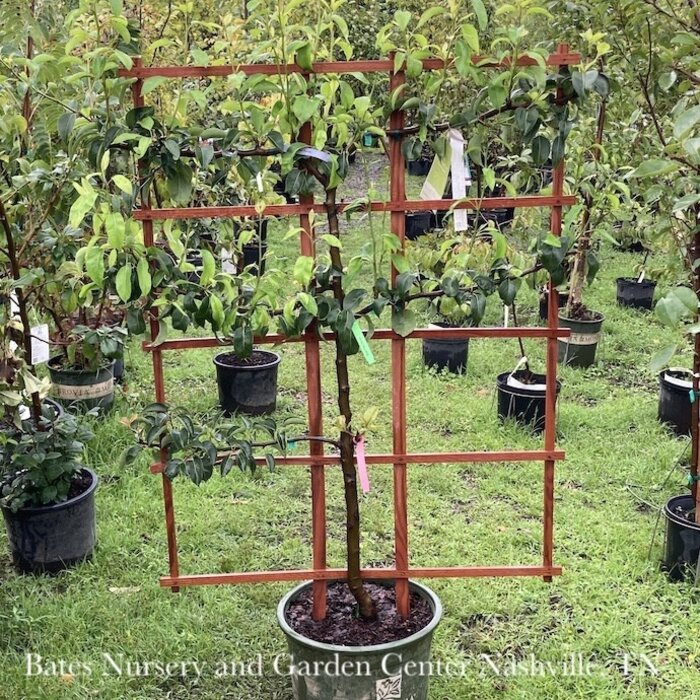 Edible Topiary #7 ESP Pyrus com 3 Tier (Bosc, Bartlett, Red Bartlett)/ Pear Espalier