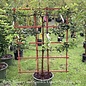 Edible Topiary #7 ESP Malus dom 3 Tier (Gala, Fuji, Honeycrisp)/ Apple Espalier
