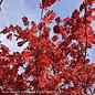 #5 Acer japonica Aconitifolium/ Fernleaf Fullmoon Maple