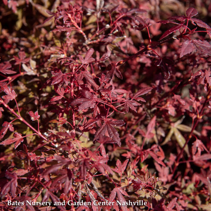 #6 Acer pal Hime Shojo/ Dwarf Red Japanese Maple