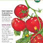 Seed Tomato Pole Moneymaker Organic - Lycopersicon lycopersicum