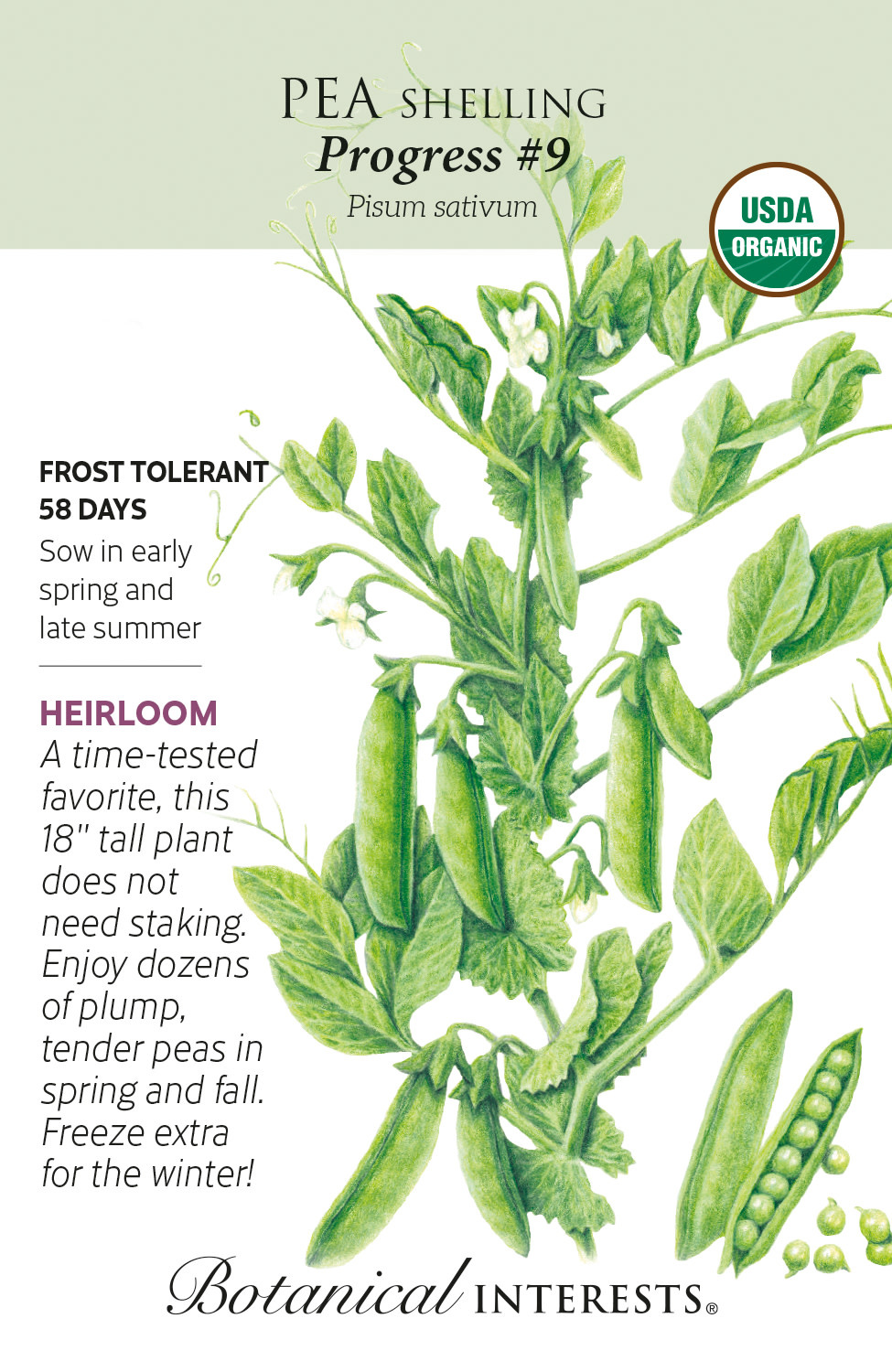 Seed Veg Pea Shelling Progress #9 Organic Heirloom - Pisum sativum