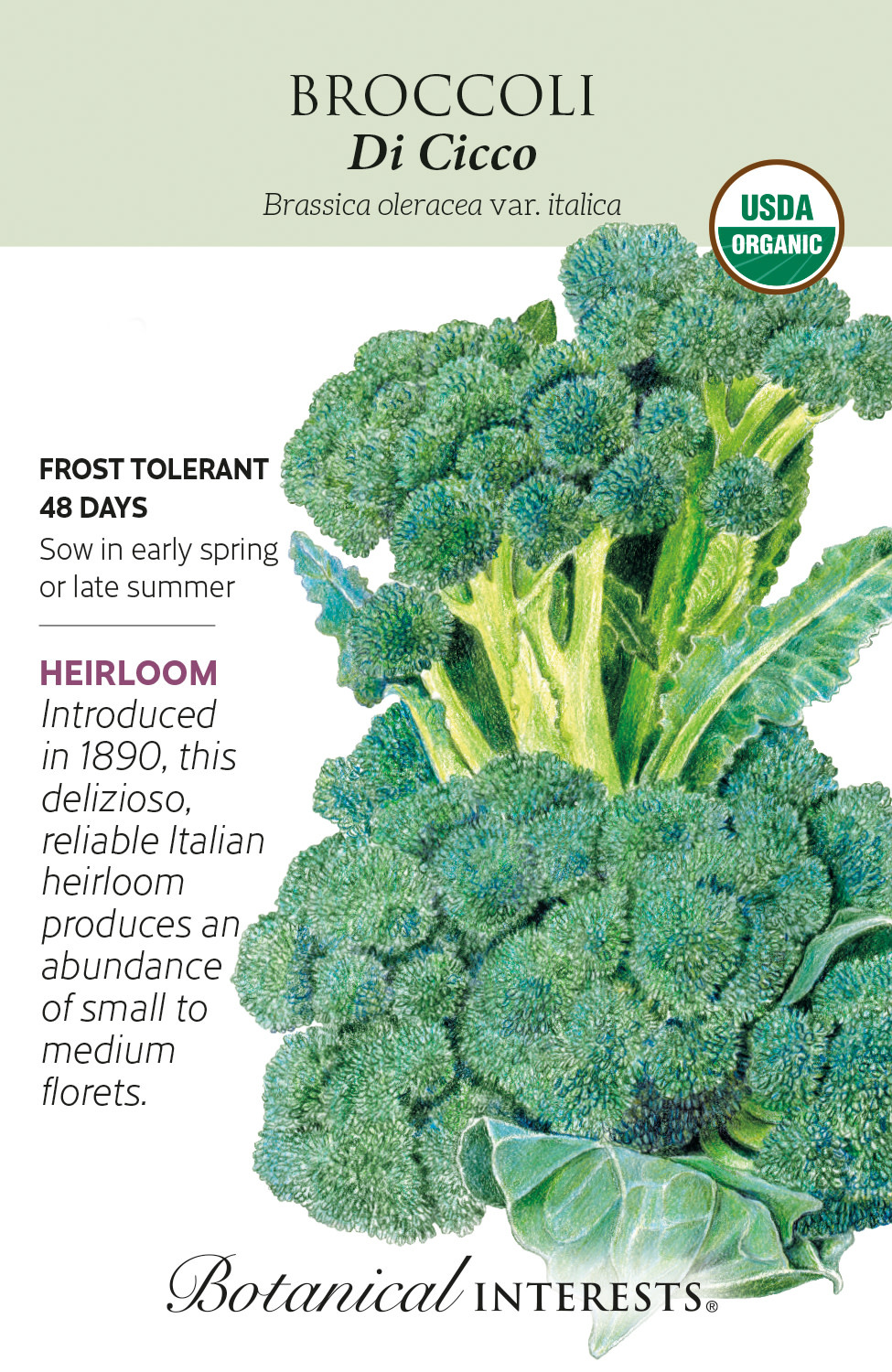 Seed Veg Broccoli Di Cicco Organic Heirloom - Brassica oleracea