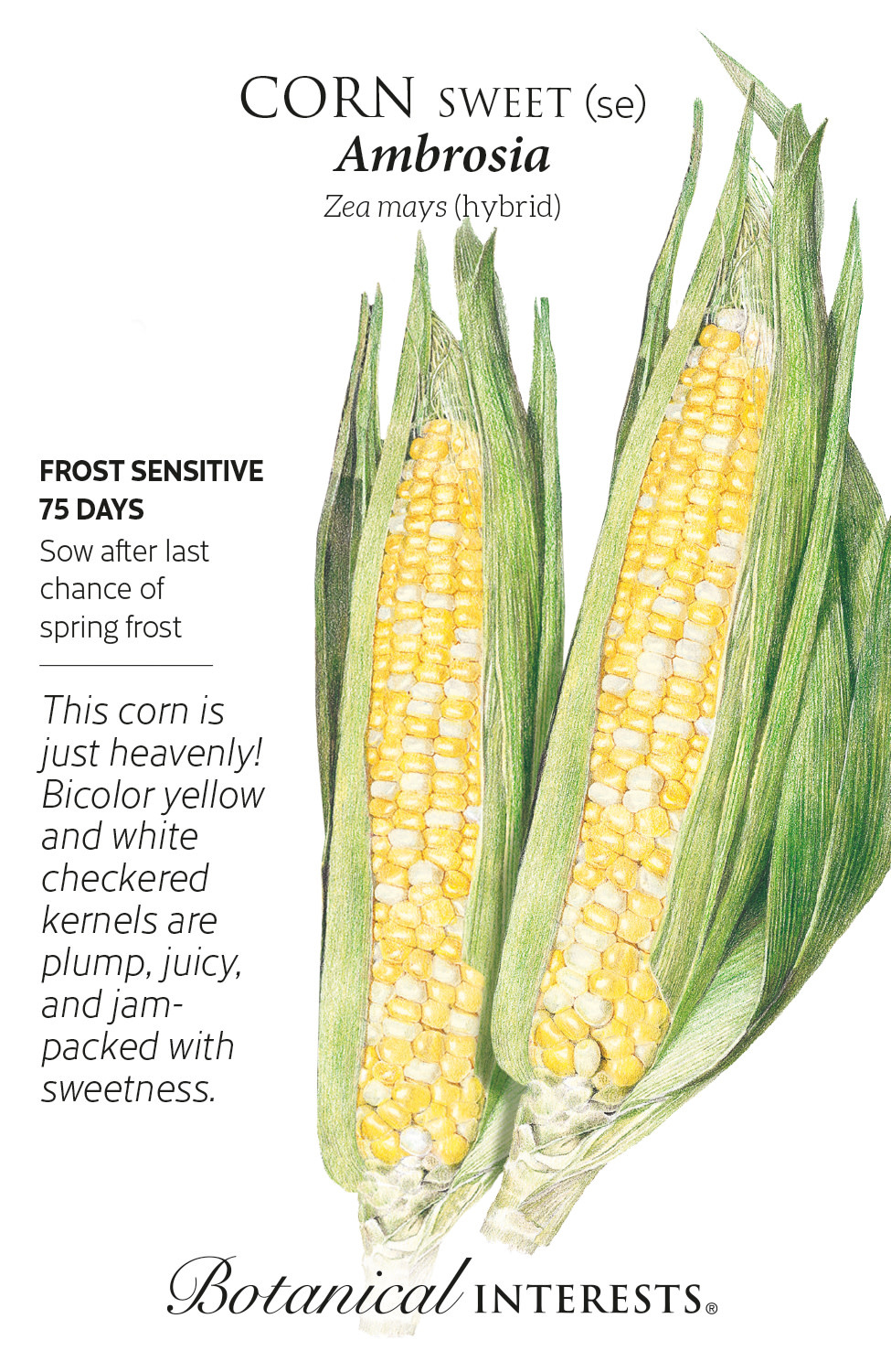 Seed Veg Corn Sweet Ambrosia (bicolor) - Zea mays (hybrid)