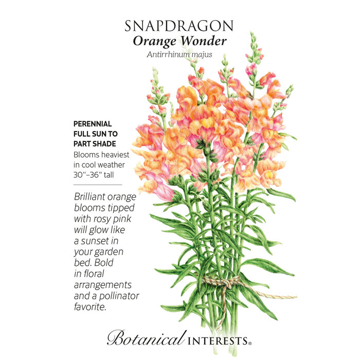 Seed Flwr Snapdragon Orange Wonder - Antirrhinum majus