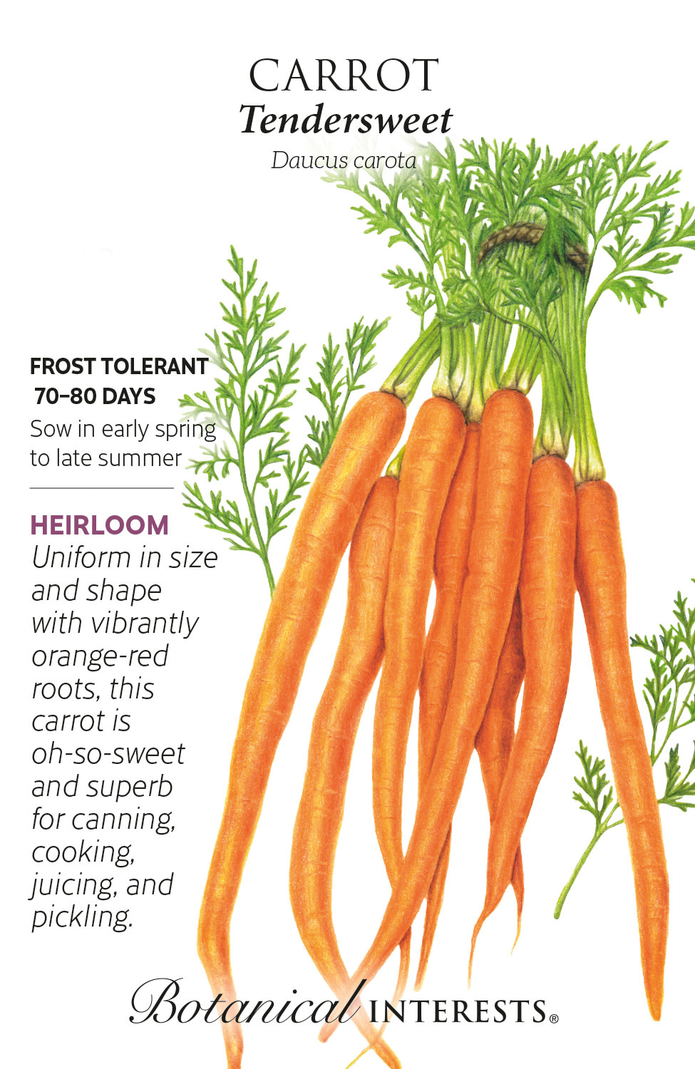 Seed Veg Carrot Tendersweet Heirloom - Daucus carota sativus