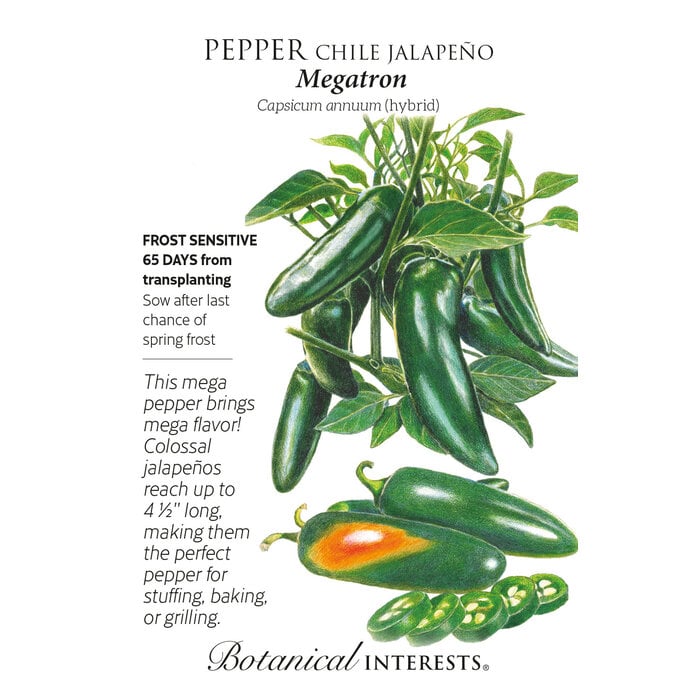 Seed Veg Pepper Chile Jalapeno Megatron - Capsicum annuum (hybrid)