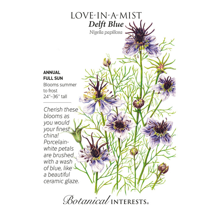 Seed Flwr Love-in-a-Mist Delft Blue - Nigella papillosa