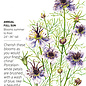 Seed Flwr Love-in-a-Mist Delft Blue - Nigella papillosa