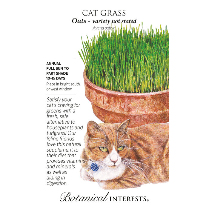 Seed Cat Grass Oats - Avena sativa - Lrg Pkt