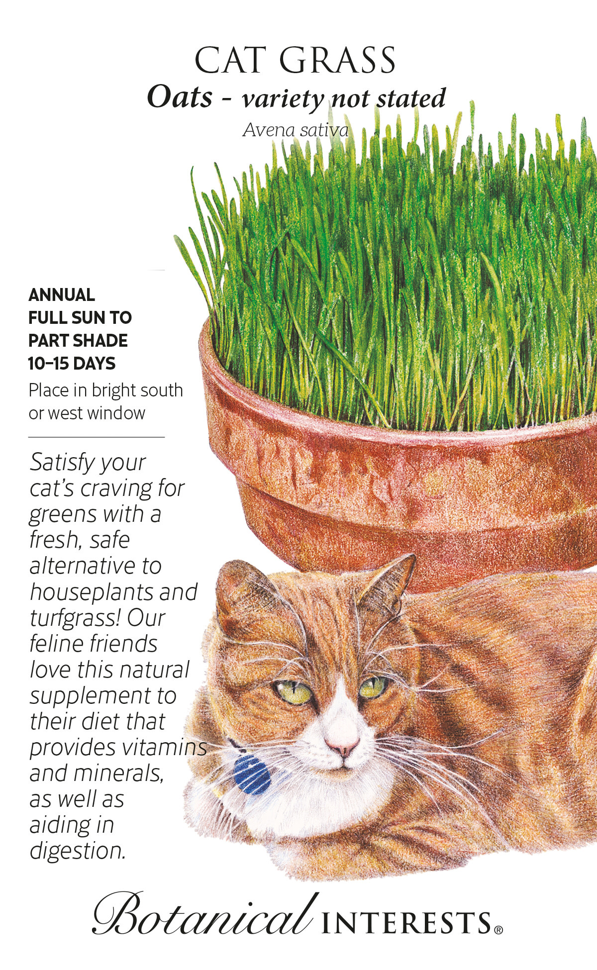 Seed Cat Grass Oats - Avena sativa - Lrg Pkt