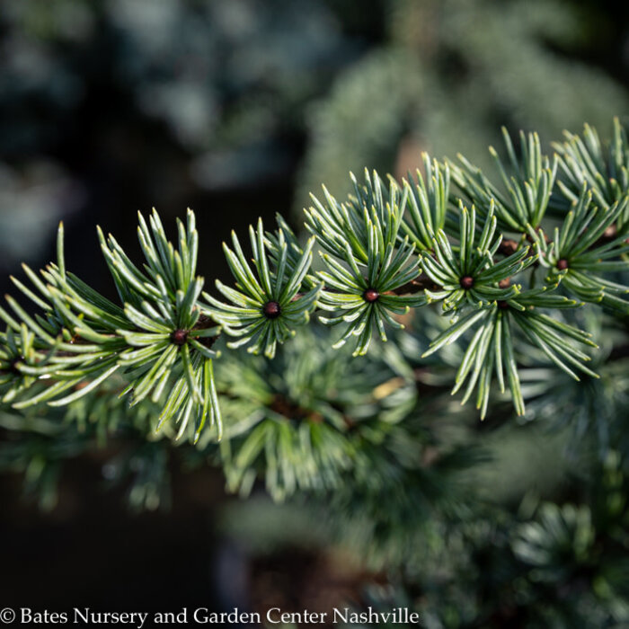 #6 Cedrus atlantica Fastigiata/ Columnar Blue Atlas Cedar