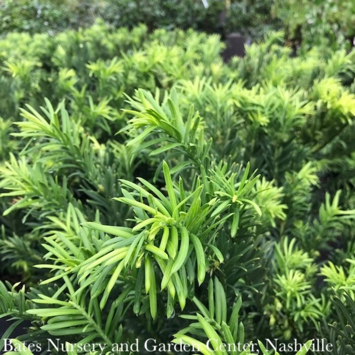 #1 Cephalotaxus harr Hedgehog/ Dwarf Spreading Japanese Plum Yew