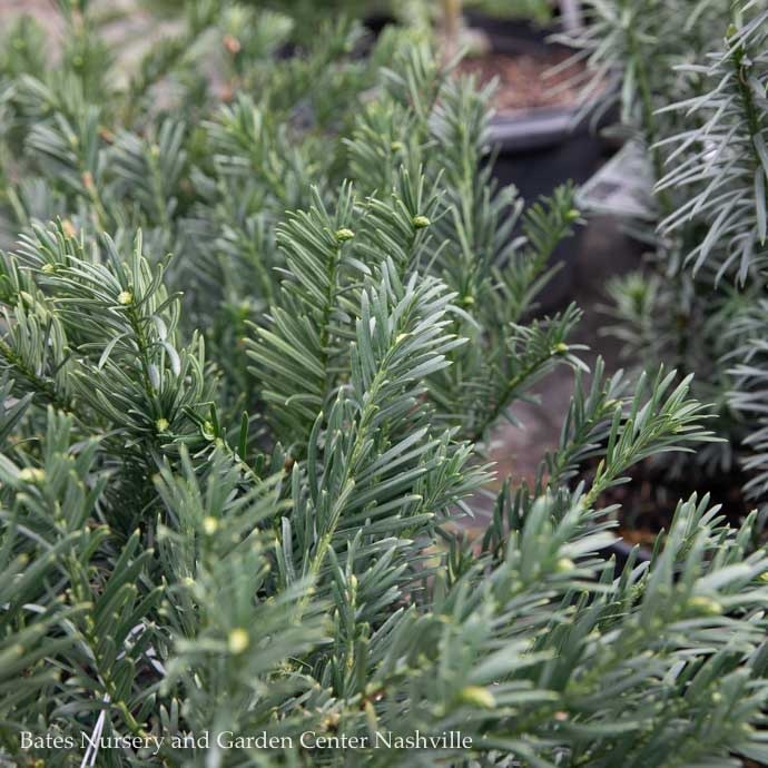 #1 Cephalotaxus harr Hedgehog/ Dwarf Spreading Japanese Plum Yew