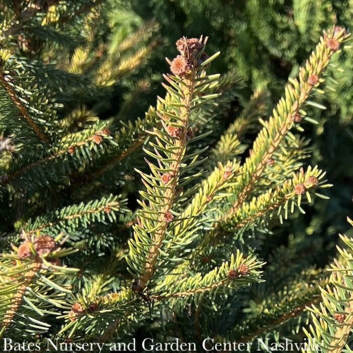 #6 Picea ab The Limey/ Norway Spruce