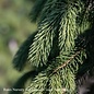 #3 Picea glauca Pendula/ Weeping White Spruce