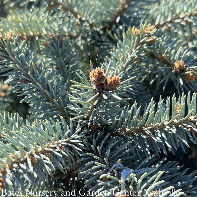 #6 Picea pun Montgomery/ Globe Blue Spruce